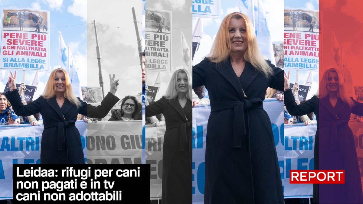Abbiamo raccolto la testimonianza di una collaborazione fra la Leidaa e un rifugio per cani finito nel gennaio 2023, perchรฉ negli ultimi due anni lโassociazione della Brambilla non pagava piรน le fatture. Segui #Report ora in diretta su #Rai3๐