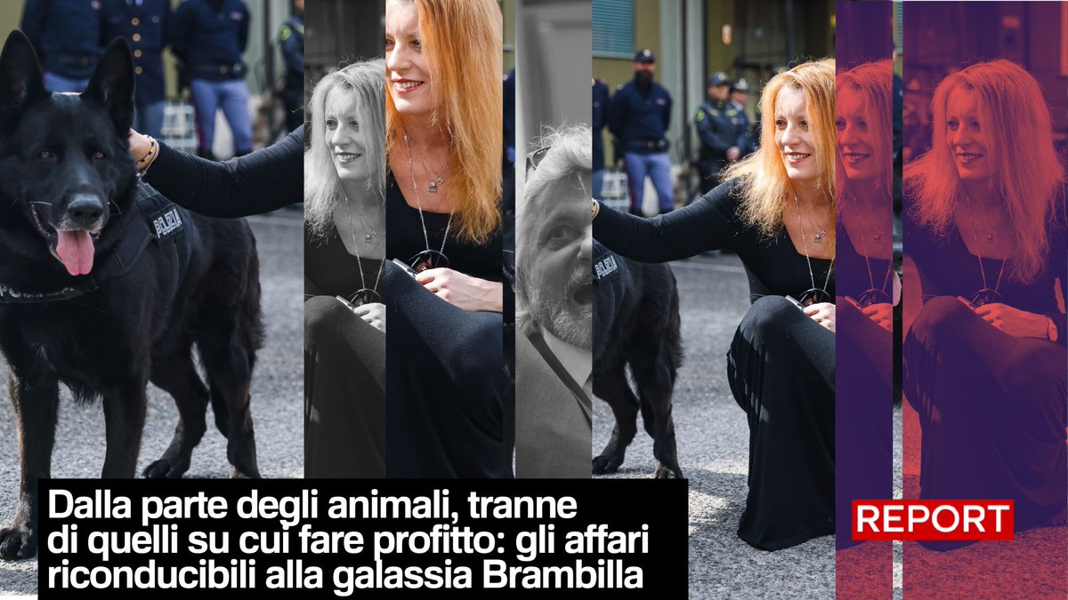 Dalla parte degli animali, tranne di quelli su cui fare profitto: gli affari riconducibili alla galassia Brambilla. Segui #Report ora in diretta su #Rai3👇