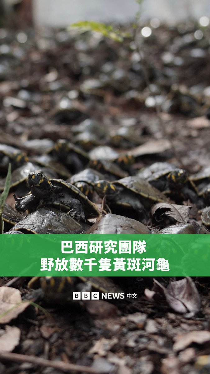 在巴西亚马逊州的贝鲁里,数千只黄斑河龟幼龟被释放到河中,促进了当地河岸社区的环境保护。 该复育计划由亚马逊州联邦大学主导,过去十年来已经将超过7万只河龟释放至野外。黄斑河龟生活在南美北部的许多河流流域,包括亚马逊河和委内瑞拉的奥里诺科河。