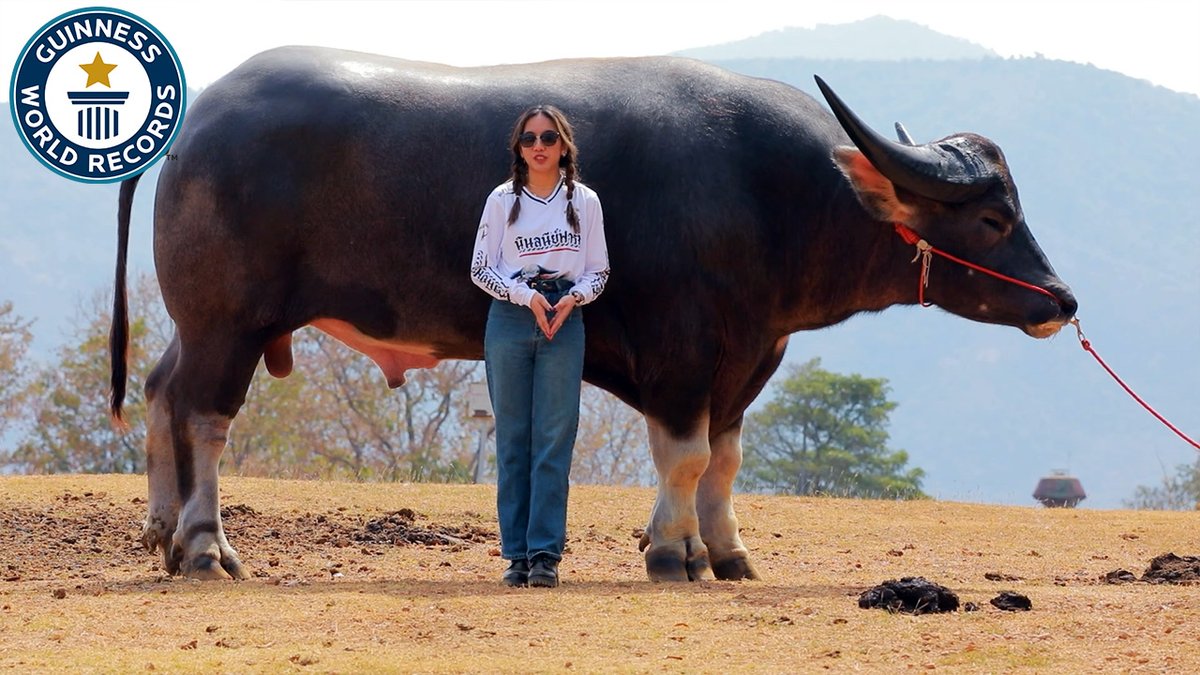 Meet King Kong, the world's tallest living water buffalo. He stands 50 centimetres taller than the average water buffalo.