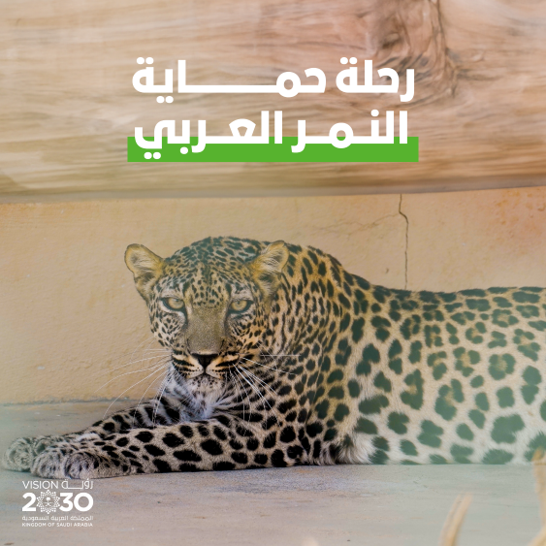 في #اليوم_العالمي_للنمر_العربي؛ تُسخّر #رؤية_السعودية_2030 البرامج والمبادرات لحمايته والحفاظ عليه وإعادته إلى موائله الطبيعية، بما يسهم في تحقيق التوازن الطبيعي وتعزيز التنوع البيئي والأحيائي.