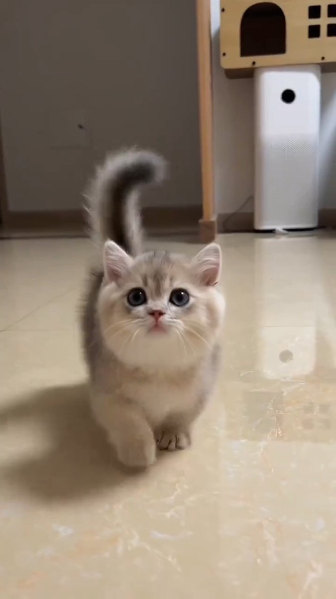 Adorable baby kitten 🥰🐱