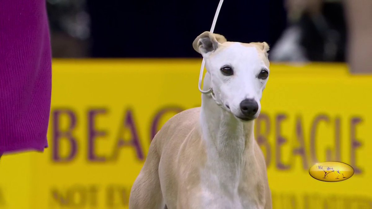 Bourbon the Whippet wins the Hound Group! 🙌