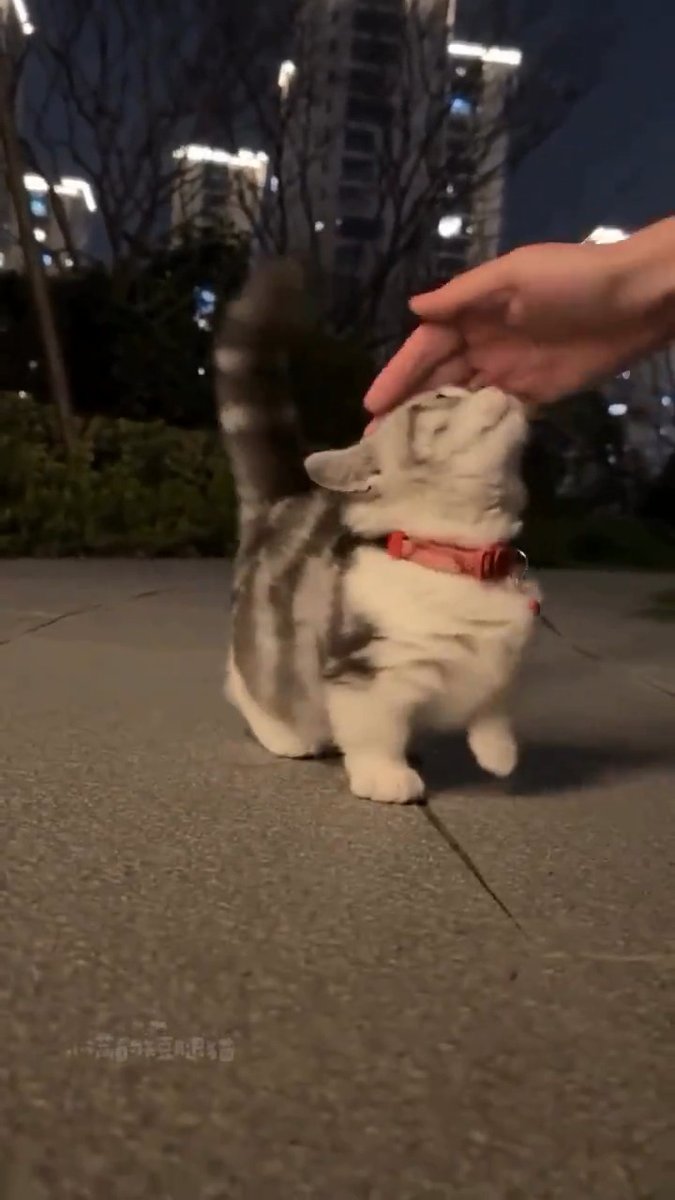 Absolutely beautiful and cute! 🥰💗
