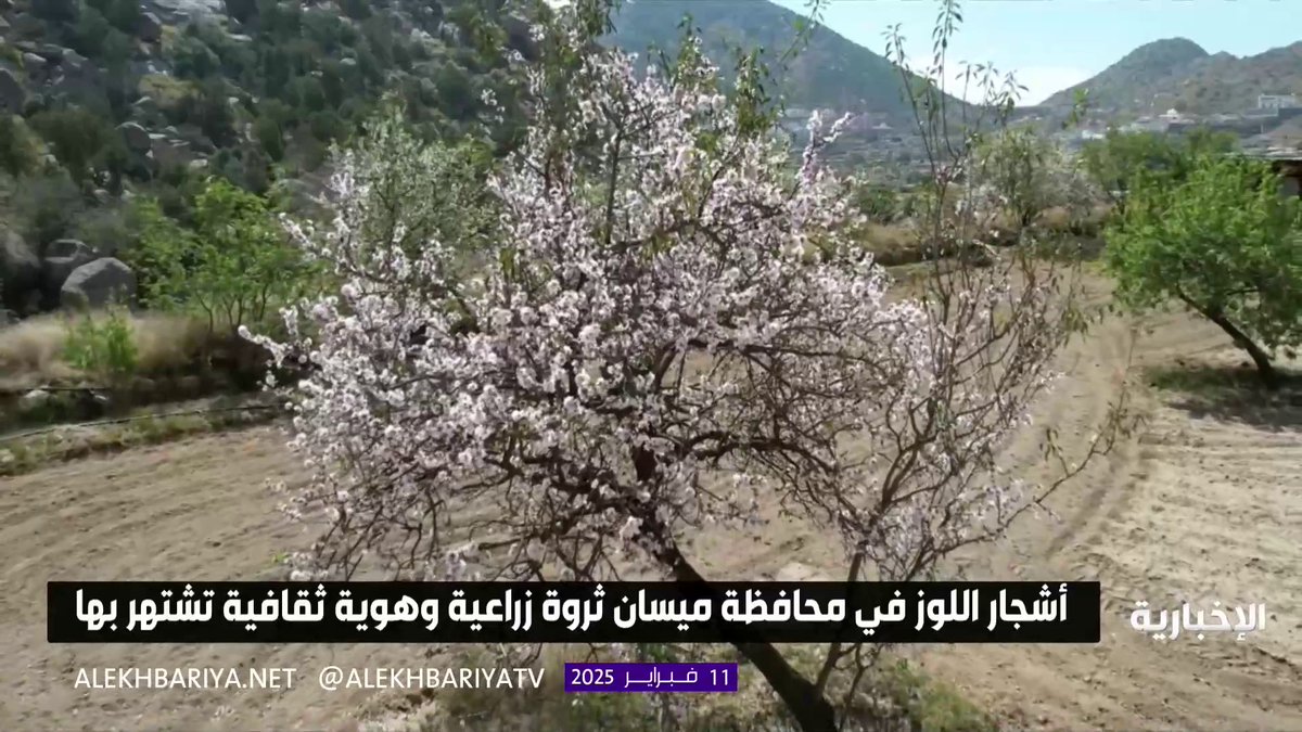 في قمم ميسان تزهر أشجار اللوز البلدي بجمالها الساحر، معلنة موسم الخير #الإخبارية