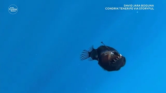 A black seadevil, an anglerfish known for living thousands of feet beneath the ocean's surface, was spotted swimming close to the ocean's surface. Video captured in Spain's Canary Islands shows the female fish swimming off the coast of Tenerife.