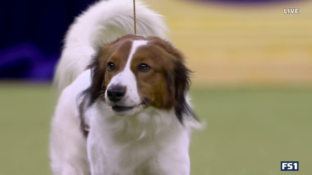 A round of app-paws for the Nederlandse Kooikerhondje 🐶😍