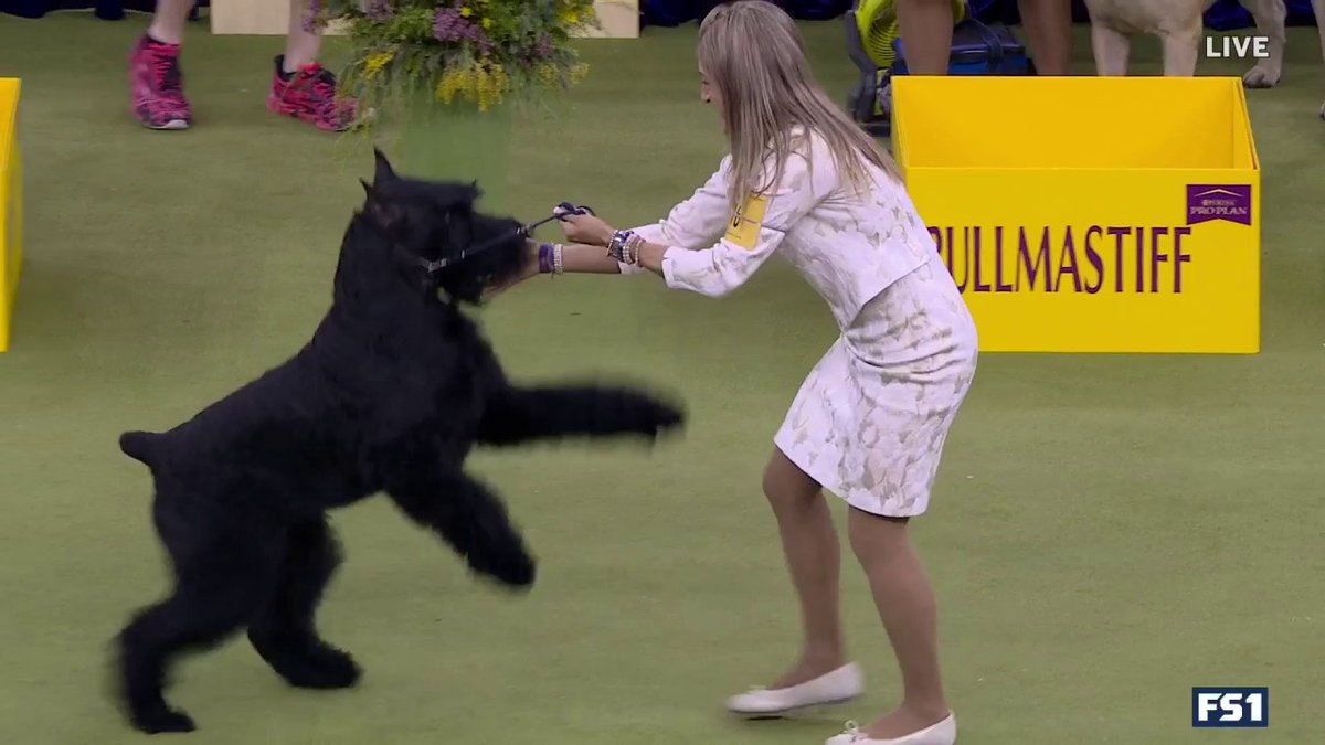 THREE-PEAT! 🏆 Monty the Giant Schnauzer secures his third consecutive Working Group win!