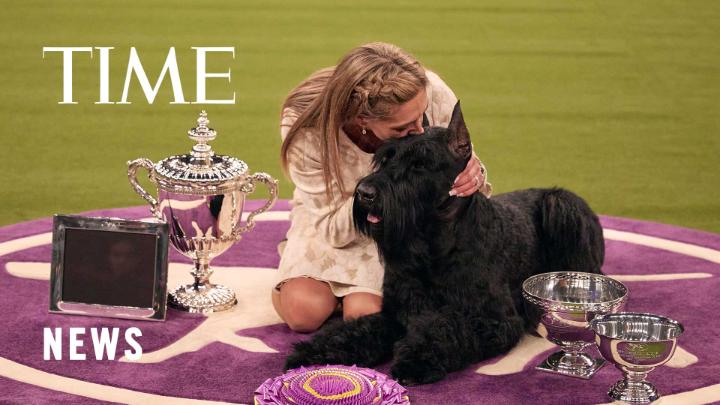 After coming close in the last two years, Monty the giant schnauzer won the top prize at the Westminster Kennel Club dog show Tuesday night