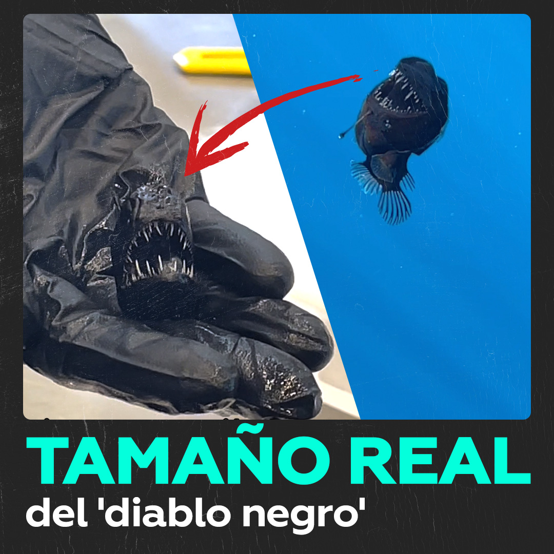 El pez ‘diablo negro’ visto hace poco en Tenerife ha sido encontrado muerto. Y este es su verdadero tamaño 👇