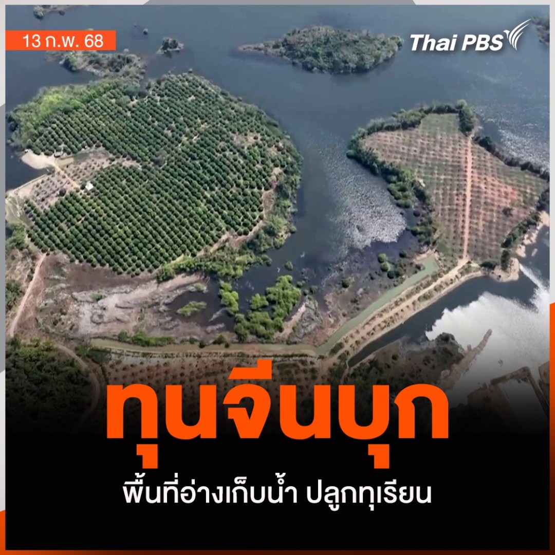 ทุนจีนบุกพื้นที่อ่างเก็บน้ำ ปลูกทุเรียน | #ข่าวค่ำ ภาพมุมสูงเห็นพื้นที่เกาะภายในอ่างเก็บน้ำห้วยแร้ง ต.ด่านชุมพล อ.บ่อไร่ จ.ตราด ถูกกลุ่มทุนบุกรุกเข้าไปแผ้วถางทำการเกษตรปลูก #ทุเรียน หลายจุด 📌 "ทุเรียนไทย" สู้ศึกชิงบัลลังก์ราชาหนาม #ThaiPBS