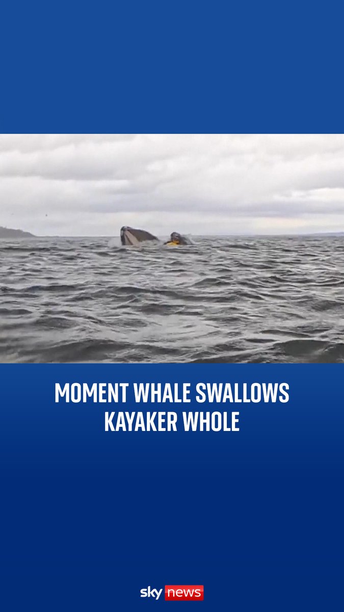 Watch the moment a whale swallows a kayaker whole in Chile 👀🐳 More videos 👉