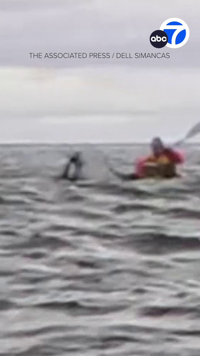 Terrifying! A humpback whale briefly swallowed a kayaker off Chilean Patagonia before quickly releasing him unharmed. "I thought I was dead," kayaker Adrián Simancas said. "I thought it had eaten me, that it had swallowed me." Read more at