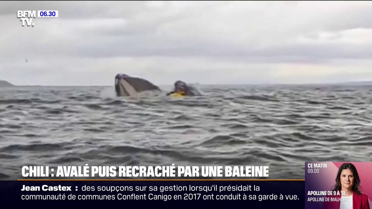 💬 "Au début, j'ai cru que j'étais mort" 🐳 Chili: un kayakiste avalé puis recraché par une baleine