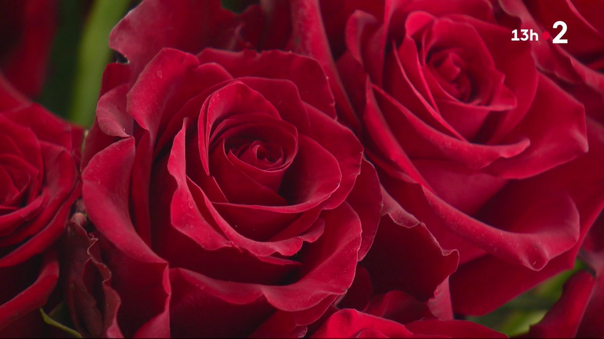 🌹⚠️ Saint-Valentin : attention aux fleurs que vous pourriez offrir ! Selon une enquête de Que choisir, les fleurs vendues en France sont massivement contaminées par des pesticides. #JT13H