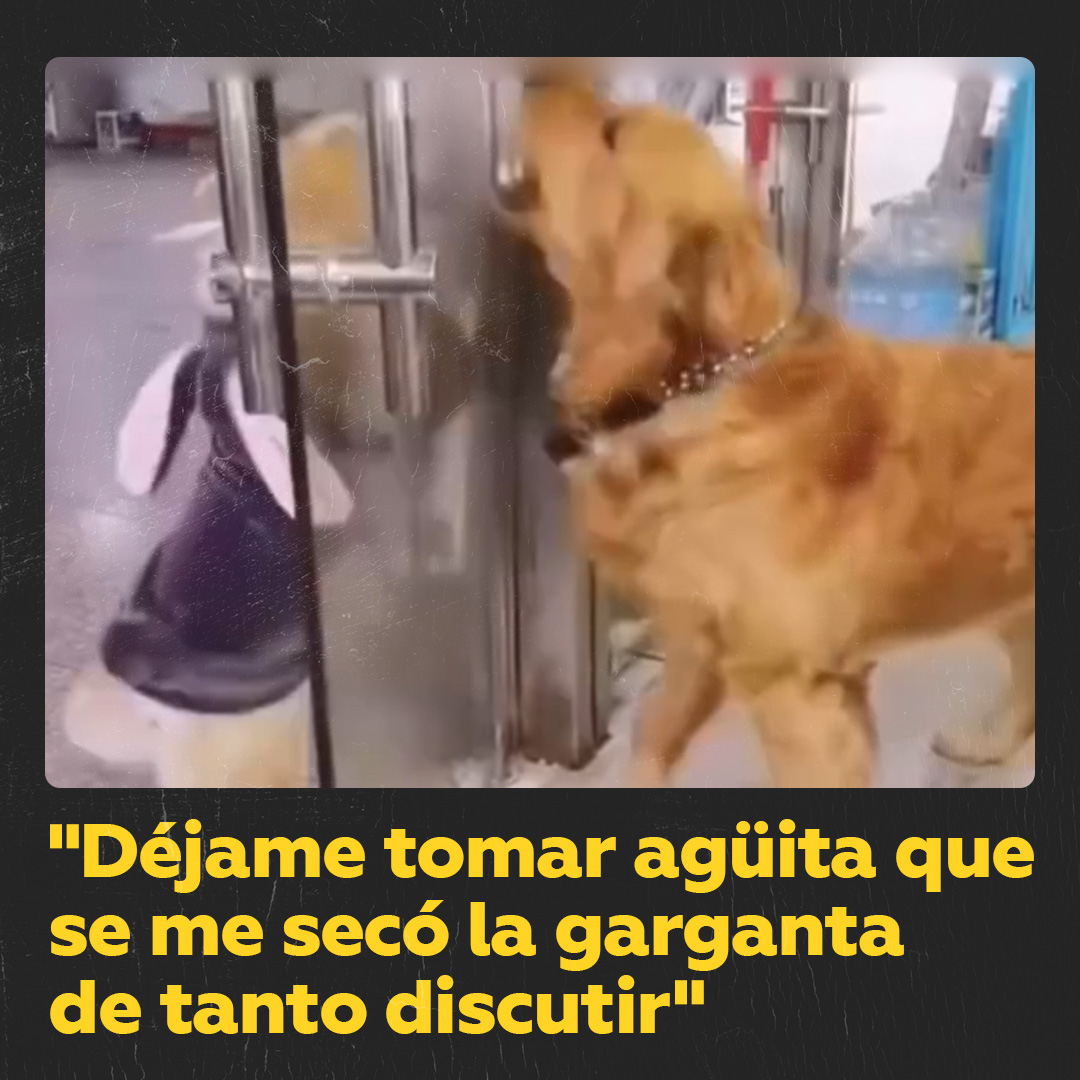 'Cada uno es valiente discutiendo en internet': Versión perruna 🐶 Dos perros protagonizaron una 'discusión' cómica a través de un cristal que ilustraría perfectamente la idea de que uno es más valiente debatiendo en la Red que en persona.