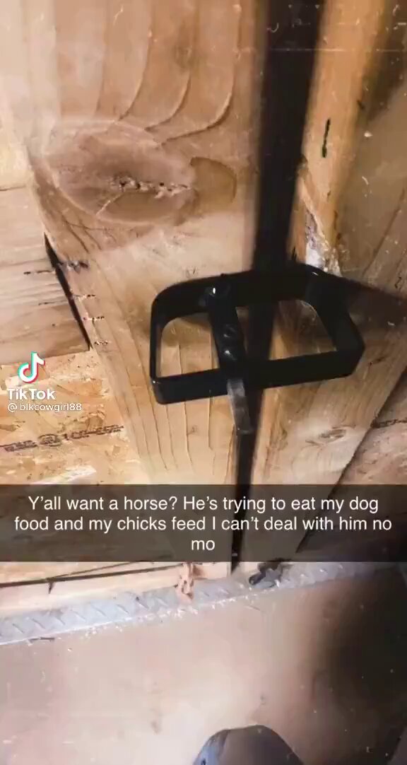 Please look at this horse trying to sneak into the barn 😭