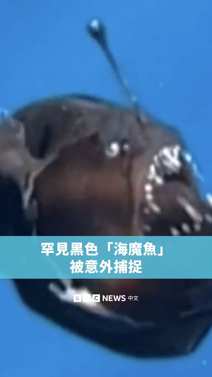 有研究团队在西班牙特内里费沿岸捕捉到罕见的黑色深海鮟鱇鱼“海魔鱼”的画面,这可能是这种鱼类首次在日光下被镜头捕捉。它们生活在热带和亚热带海域,深度介于200至2000公尺之间。 据了解,研究人员尚未确定这条鱼为何会出现在水面附近,但它被拍摄后不久便死去。
