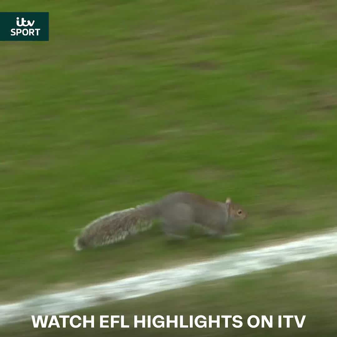 The squirrel is claiming the assist 🐿️😅 A tiny rodent made its way onto the pitch at the MKM stadium as Norwich found the net against Hull Norwich City FC | EFL