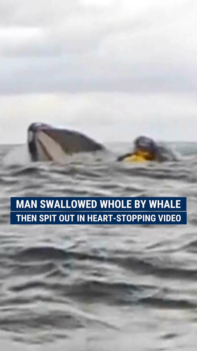 IN CASE YOU MISSED IT: This man had a whale-y bad day after his kayaking trip turned into a modern-day Jonah and the Whale.