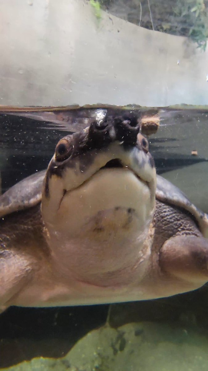POV: You're a snack and Meatball spots you across the way 😏 Our dedicated nutrition team designs diets for each individual animal that lives at the Zoo!