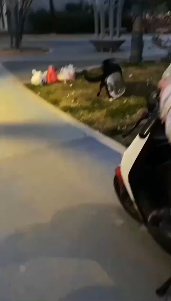 2025/2/17/，江苏无锡一小区，狗主人遛狗不牵绳，狗咬住猫往死里咬，狗主人就在一旁冷漠观看。有人提示还百般抵赖！ 中国大部分养狗的人只是为了满足自己呼来喝去颐指气使的欲望，而不是爱心，这些养狗人其实人不如狗！