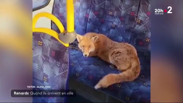🦊 Les renards règnent en maître sur la capitale britannique : plus de 10 000 d'entre eux vivent à Londres et occupent les rues et les jardins des Londoniens. Une cohabitation forcée qui exaspère certains habitants. Maëlys Septembre Charline Madini