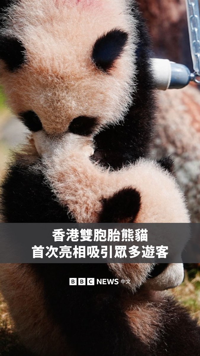 香港海洋公园的双胞胎熊猫近日首次亮相,吸引了大量游客前往排队。这对熊猫的暂时绰号为“家姐”和“细佬”,当地居民正在参加比赛为它们命名。 它们的母亲“盈盈”是有纪录以来最年长的大熊猫,于八月成功生下这对龙凤胎。