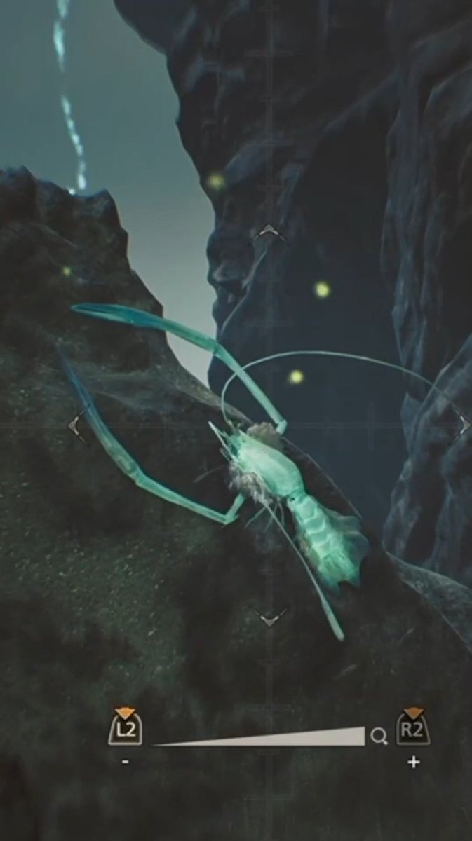 Admirando la vida endémica de los Llanos Barlovento en el stream de ayer. Quien entendió, entendió 🦞