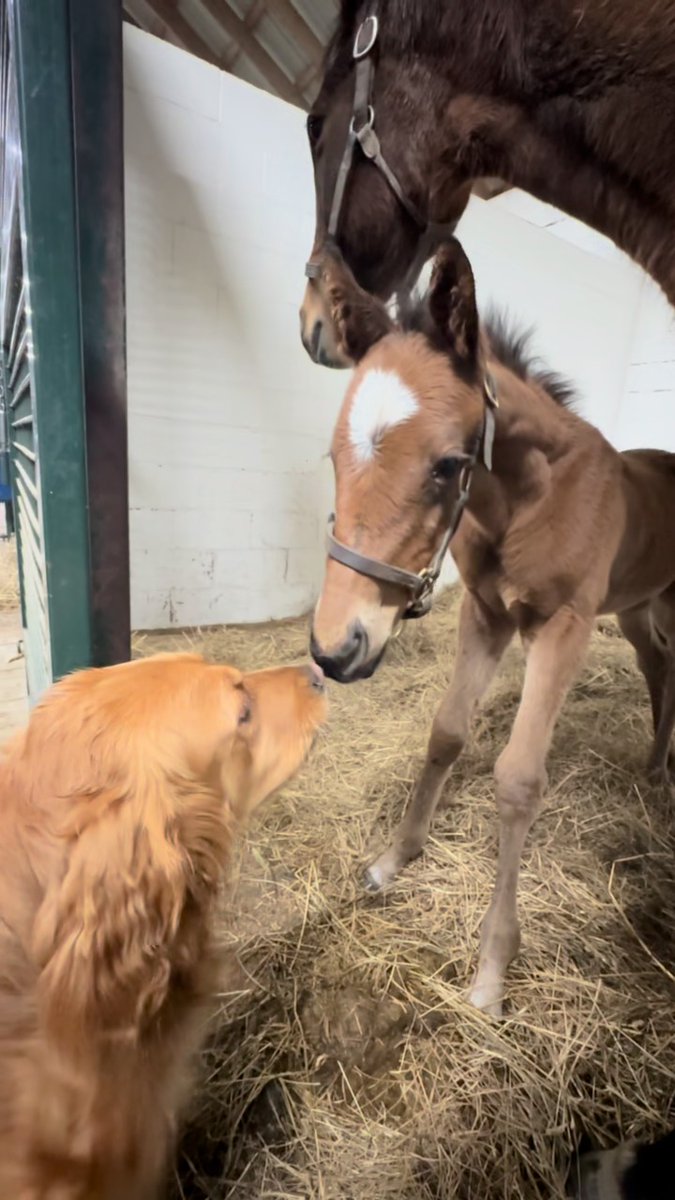 Foals + dogs 🥹