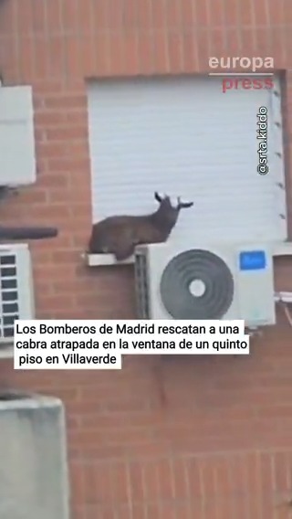 🐐 Rescatan a una cabra atrapada en la ventana de un quinto piso en el distrito de Villaverde de Madrid