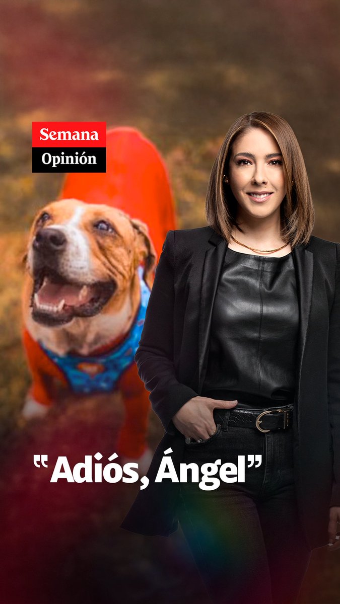 Le pido a los congresistas en la Cámara que no permitan que el caso de Ángel se repita. Un criminal como el que atacó a este perrito no puede seguir libre como si nada Asociacion de Protección Animal Mi Mejor Amigo Andrea Padilla Villarraga 🪽🐾 #LeyAngelYA