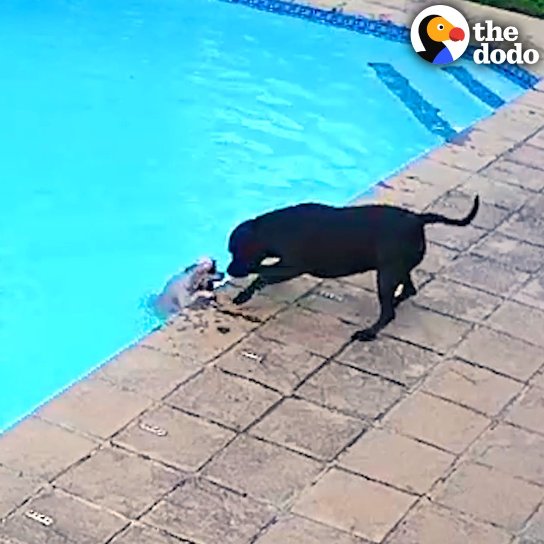 B&S Security camera catches pit bull saving his tiny best friend from drowning in the pool