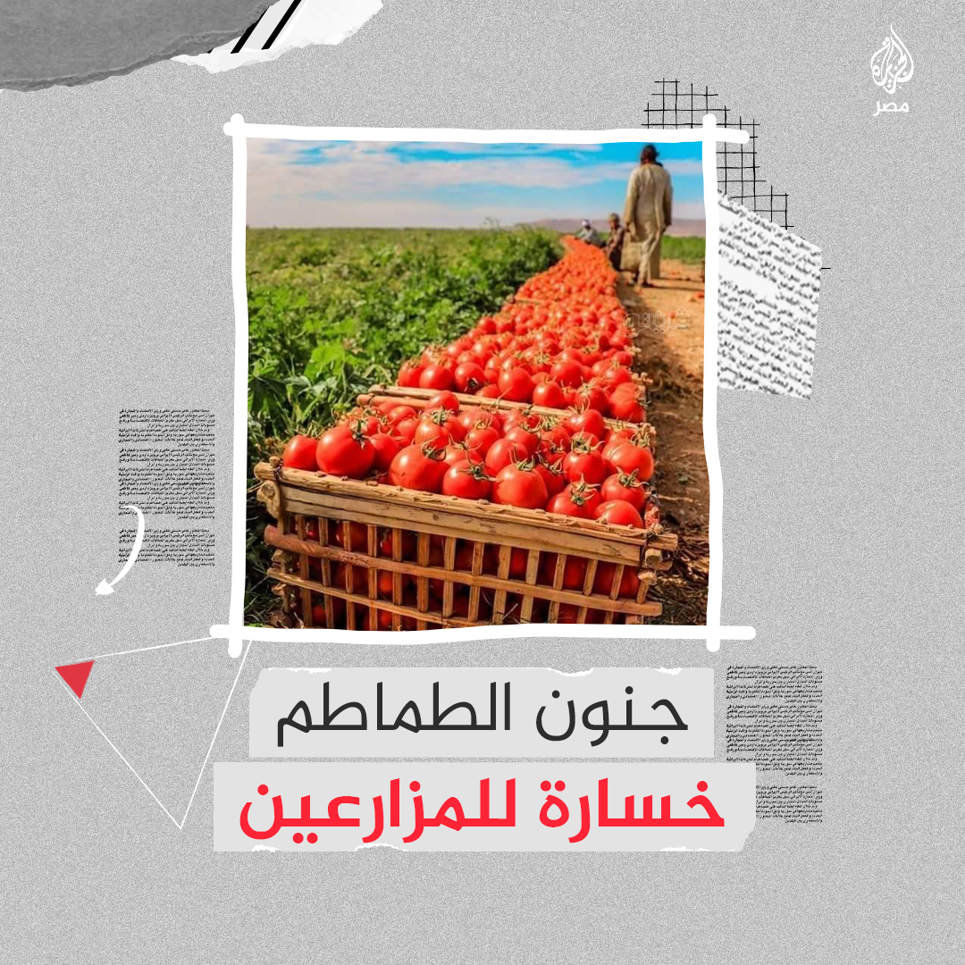 تراجع حاد في أسعار الطماطم في #مصر يدفع مزارعين للتخلص من المحصول بسبب الخسائر الكبيرة.. ما القصة؟