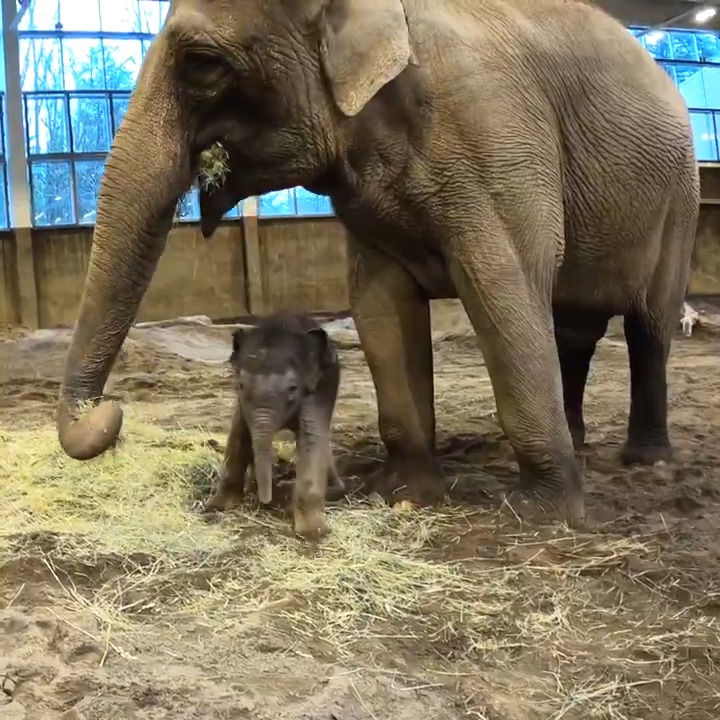 Tula-Tu is ready for you! Beginning Friday, Feb. 21, Tula and the rest of the herd can be seen together inside Forest Hall from about 10 to 2. Hours are subject to change, and the area may be closed if Rose and her calf need some quiet time. Playtime video by Keeper Aimee