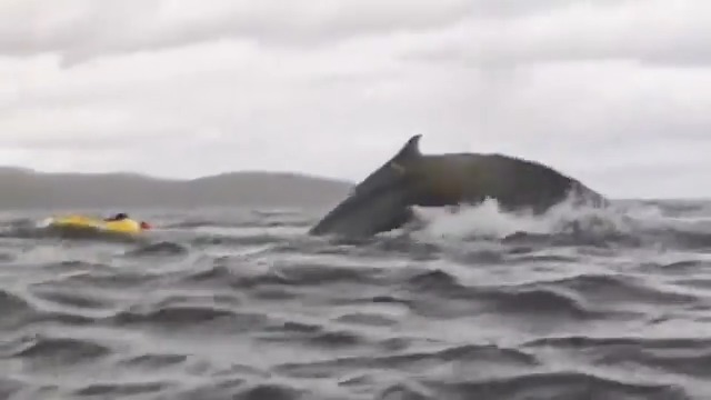 ⚠️🌊 "Estuve 1 segundo dentro de la boca de la ballena y 3 segundos bajo el agua" 😮💨 "Pensé que iba a morir porque entendí que intentaba ser comido" 😱🐳 La historia de Adrián Simancas, venezolano de 23 años que fue engullido y expulsado por una ballena en #ElLarguero
