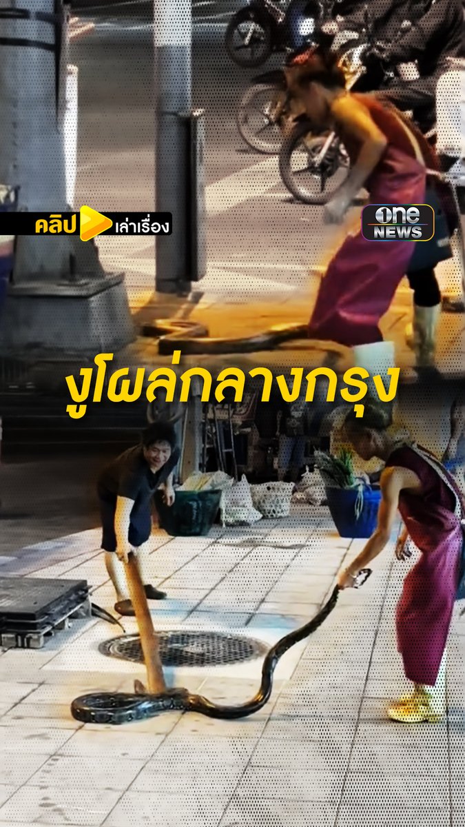 งูโผล่กลางกรุง! หนุ่มไม่กลัวเดินไปจับด้วยมือเปล่า #คลิปเล่าเรื่อง