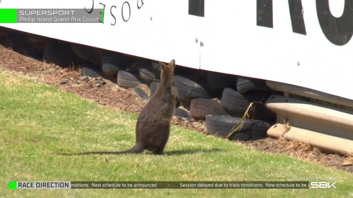 A special guest... how should we call him? 🤔 #AustralianWorldSBK 🇦🇺
