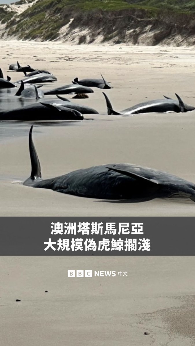 澳洲当局正在安乐死约90只幸存的伪虎鲸,这些鲸鱼在塔斯马尼亚一个偏远海滩发生了大规模搁浅。原本共有157只伪虎鲸搁浅,但其他鲸鱼在搁浅不久后便已死亡。 在澳洲,超过80%的鲸鱼搁浅事件发生在塔斯马尼亚,专家们尚未完全理解为何会出现这样的现象。
