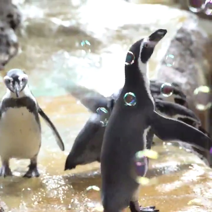 Humboldt penguins chasing bubbles