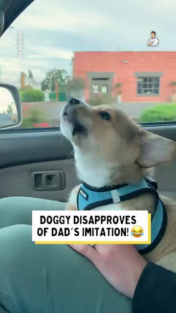 This adorable doggie teaches that the correct way to bark 😂