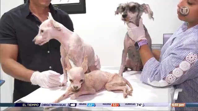 Realizaron el rescate de tres perritas que fueron dejadas encerradas dentro de una residencia durante seis meses, a cargo de un supuesto cuidador, sin embargo, estaban sin agua y sin alimento.
