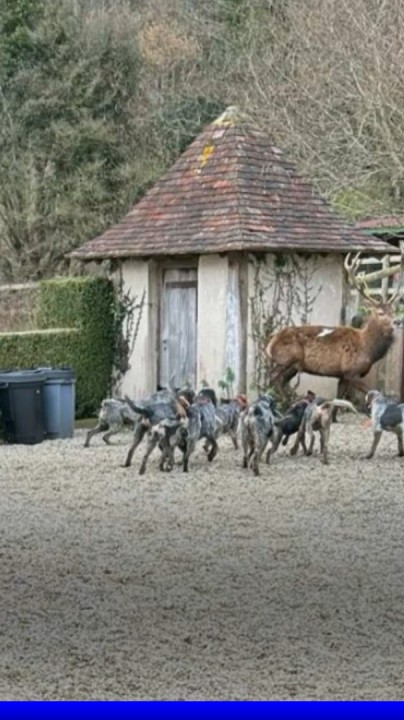 Deux chasseurs et leur meute de chiens s'introduisent dans la propriété de Luc Besson et tuent un cerf sous les yeux de sa mère de 85 ans