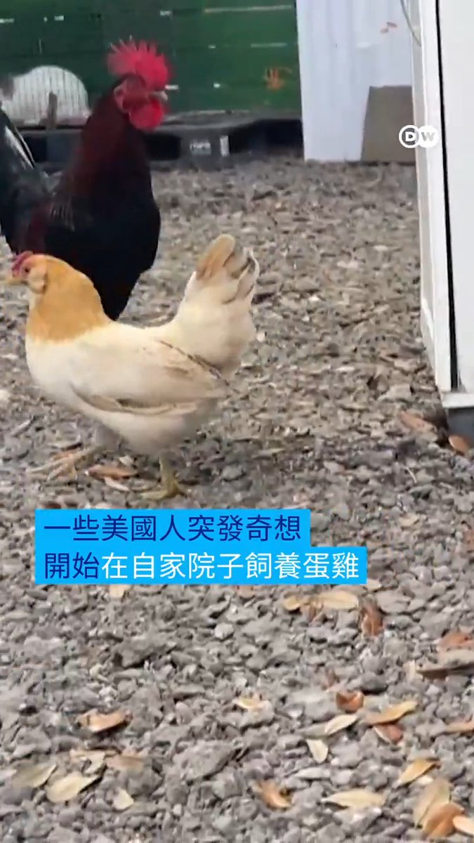 【买不起蛋怎么办？ 美国家庭掀养鸡热潮】 面对无力负担的惊人蛋价，一些美国人开始在自家院子饲养蛋鸡，实现“鸡蛋自由”。