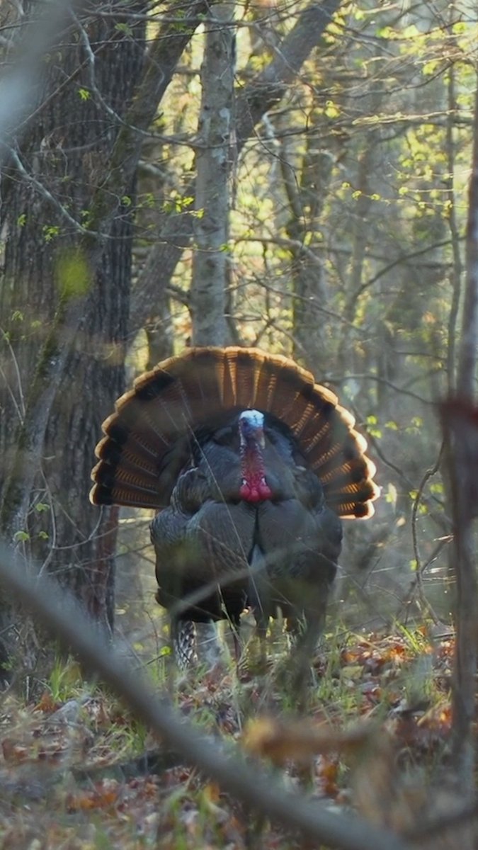 Which subspecies of turkey is the most difficult to hunt? #Realtree