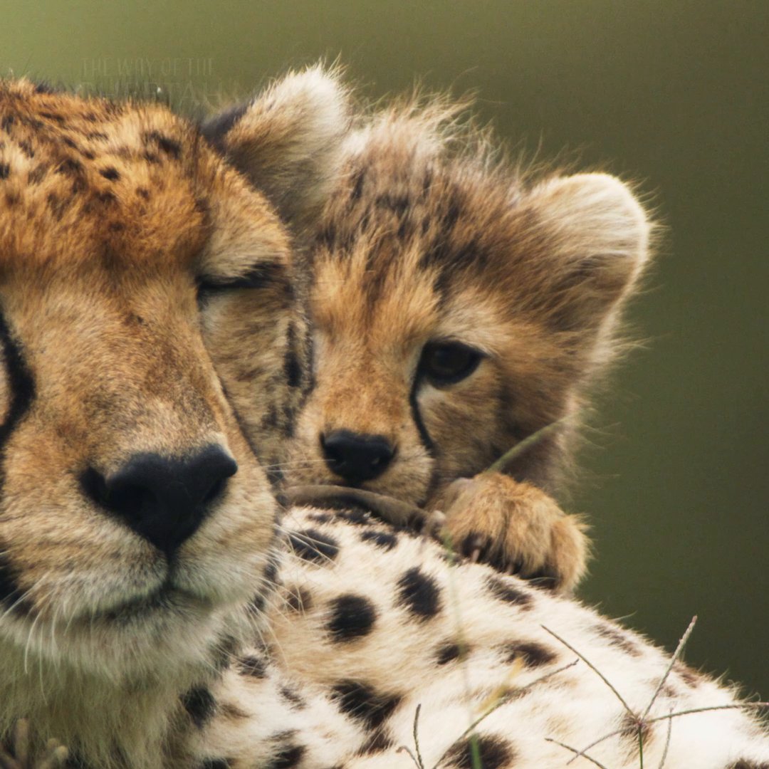 Watch these cheetah cubs and put your doomscroll on paws ⏸️ #TheWayOfTheCheetah is now streaming on Disney+!