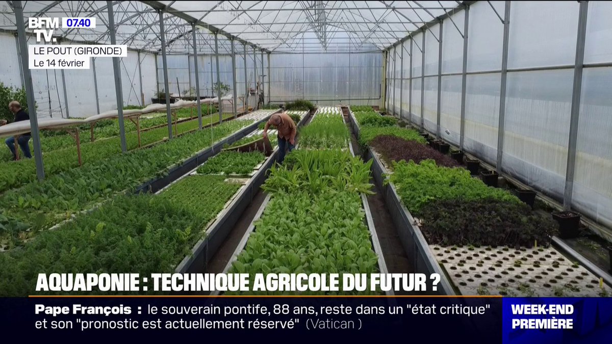"L'Aquaponie" est-elle la technique agricole du futur?