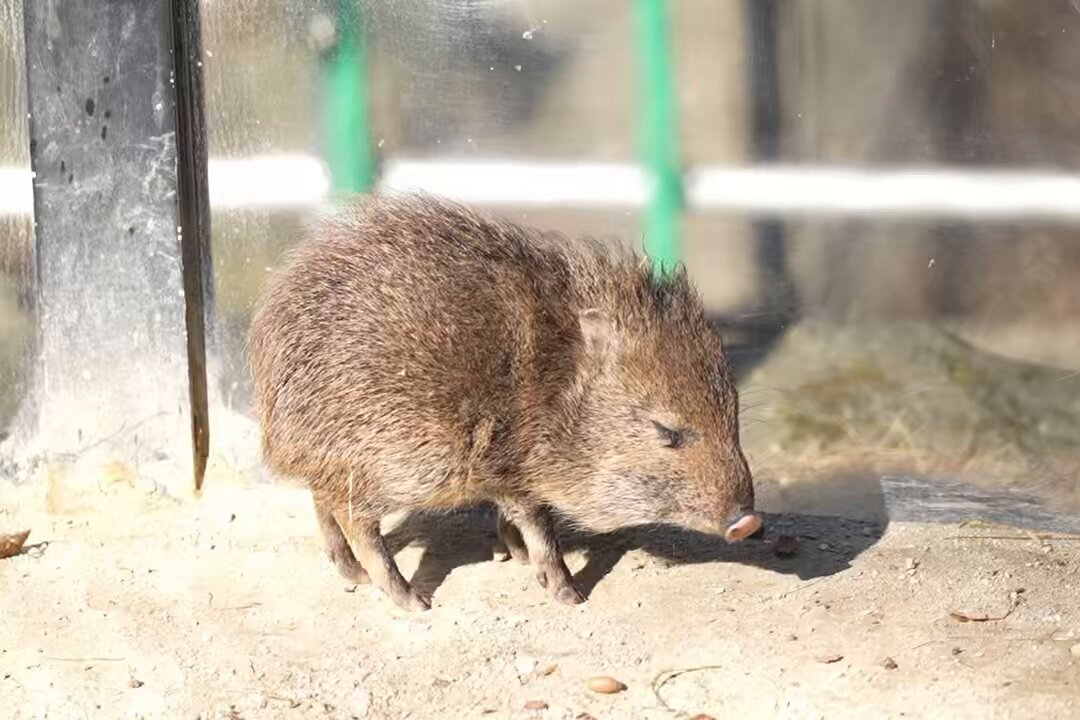 飼育員さんが投げ入れてくれたどんぐりをばりばり食べる赤ちゃん。すでに歯強い 📷2025.2 #クビワペッカリー #大宮公園小動物園