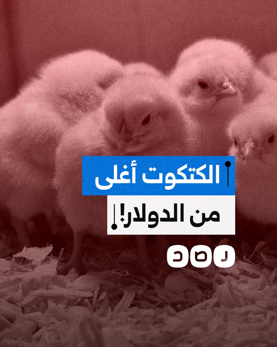 أسعار الكتاكيت تسجل أرقاما قياسية في مصر وتتجاوز أسعار الدولار في السوق.. ما السبب؟
