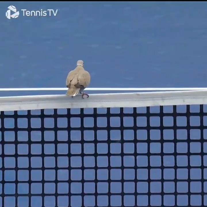 Looking for the best seat 👀 #DDFTennis